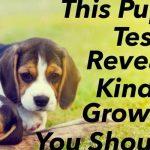 Quiz: Our Puppy Quiz Will Determine What Kind Of Grown Dog You Should Have