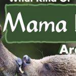 Quiz: What Kind Of Mama Bear am I?