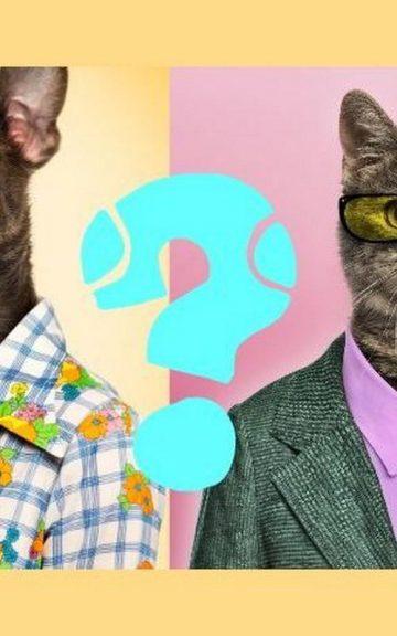Quiz: Check if your Brain is More CAT or DOG