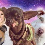 Quiz: Which Holy Trinity Dog Is my Soulmate?