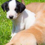 Quiz: Which Mixed Breed Puppy Should I Adopt?