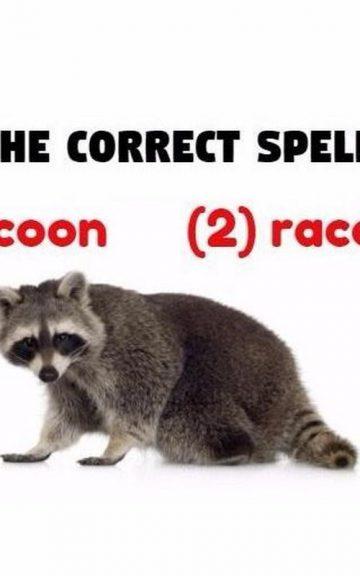 Quiz: This Spelling Test Is Driving The Internet Wild