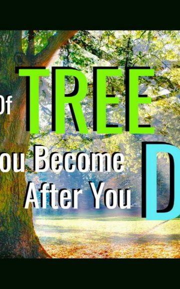 Quiz: What kind Of Tree Will You Become Upon Death?