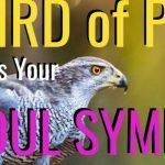 Quiz: Which Bird Of Prey Is my Soul Symbol?