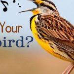 Quiz: What Is my Songbird?
