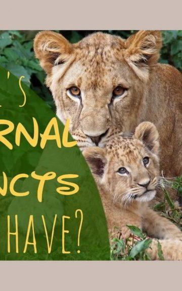 Quiz: Which Animal's Maternal Instincts Do I Have?