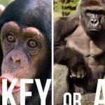 Quiz: Guess Your Apes From Your Monkeys