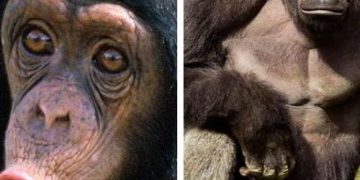 Quiz: Guess Your Apes From Your Monkeys
