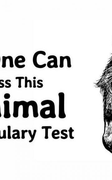 Quiz: Pass The Trickiest Animal Vocabulary Test