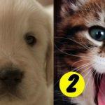 Quiz: We'll Guess If You're A Dog Or Cat Person Based On Your Lifestyle