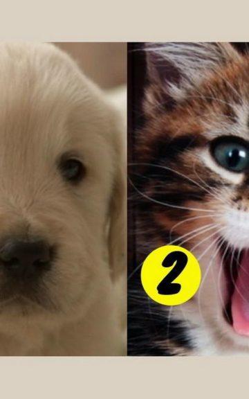 Quiz: We'll Guess If You're A Dog Or Cat Person Based On Your Lifestyle