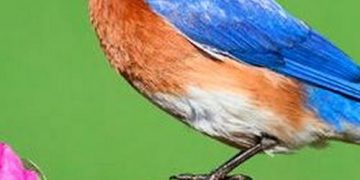 Quiz: Name All the U.S. State Birds
