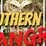 Quiz: What Southern Animal Are You Like When You're Angry?