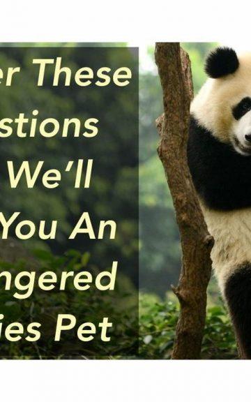 Quiz: We'll Give You An Endangered Species Pet