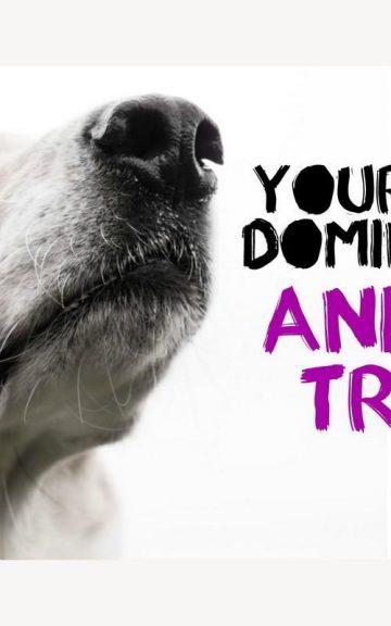 Quiz: What Are Your Most Dominant Animal Traits?