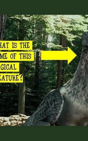 Quiz: 7% Of Harry Potter Fans Pass This Care of Magical Creatures Test