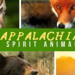 Quiz: What's my Appalachian Spirit Animal?