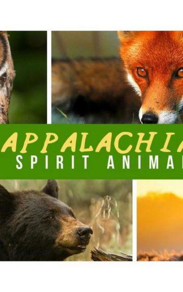 Quiz: What's my Appalachian Spirit Animal?