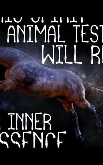 Quiz: We'll Reveal Your Inner Essence with this Spirit Animal Test
