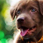 Quiz: According To Your Personality Which Mixed Breed Puppy Should You Adopt?