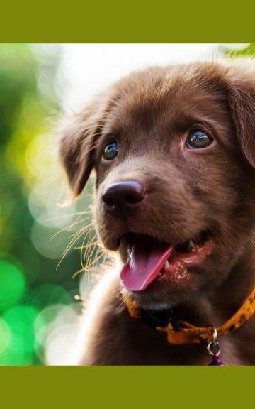 Quiz: According To Your Personality Which Mixed Breed Puppy Should You Adopt?