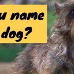 Quiz: 6% Of Women Name These 15 Movie And TV Dogs