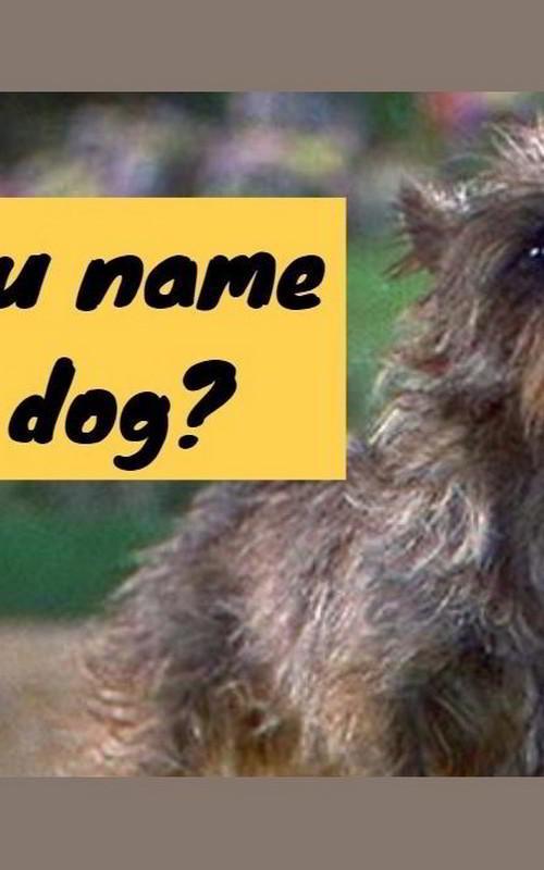 Can You Identify These Famous Canine Characters from Movies and TV Shows?
