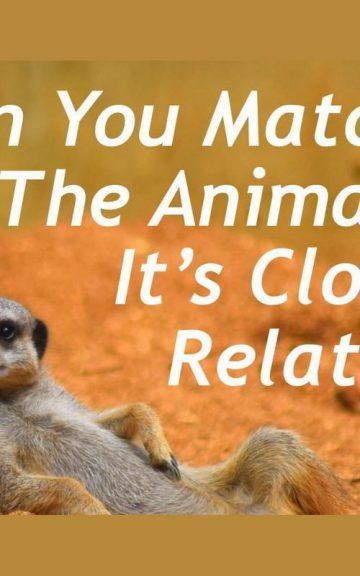 Quiz: Match The Animal With Its Closest Relative