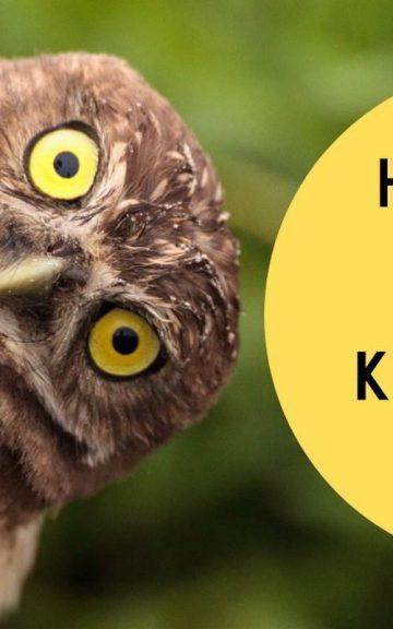 Quiz: What Do You Know About Birds?