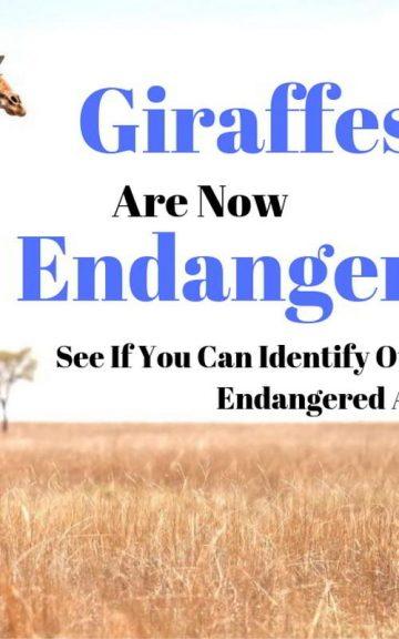 Quiz: Giraffes Are Now Endangered :( - See If You Can Identify Other Unfortunately Endangered Species