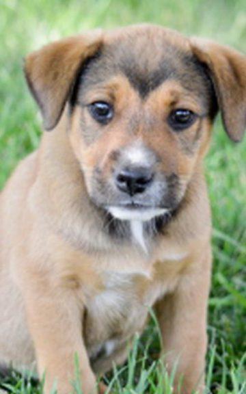 10 Unique Mixed Breed Puppies We're All Rolling Over For