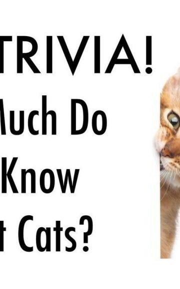Quiz: What Do You Know About Cats?