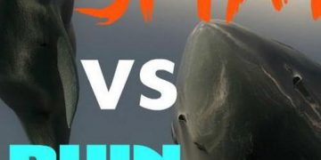 Quiz: SHARK WEEK: Is Your Brain More SHARK or DOLPHIN?