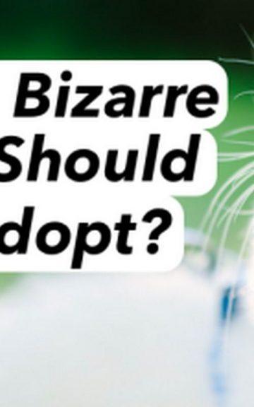 Quiz: Which Bizarre Pet Should I Adopt?