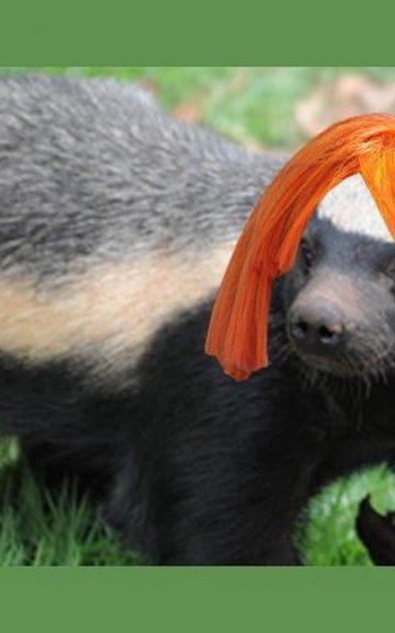 Quiz: Which Pop-Punk Hairstyles Are These Honey Badgers Wearing?