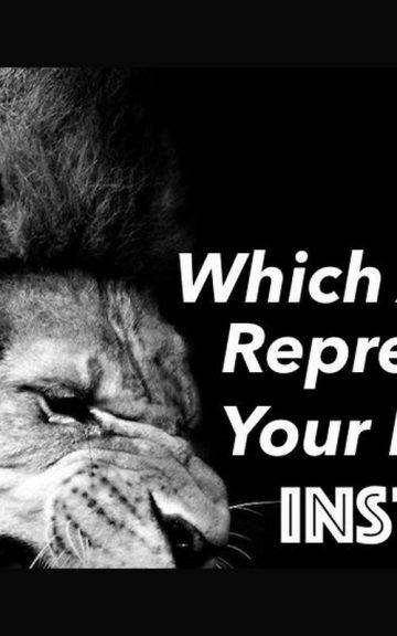Quiz: Which Animal Represents my Primary Instincts?