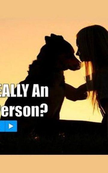 Quiz: Am I REALLY An Animal Person?