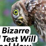 Quiz: The Bizarre Animal Test Will Reveal How Weird You Are