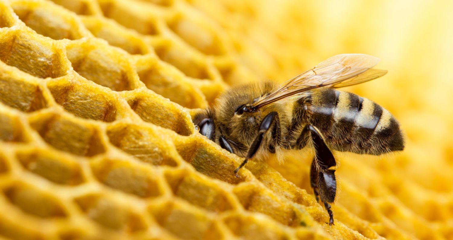 Quiz: Answer These 12 True Or False Questions About Bees To Prove You're An Expert Before 'World Bee Day'