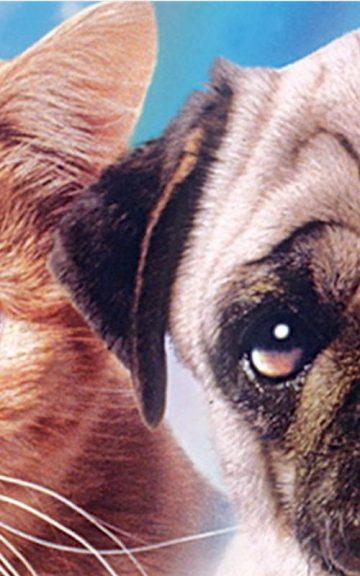 Quiz: Select Some Retro Movies To Watch And We'll reveal You If You're A Dog Person Or A Cat Person