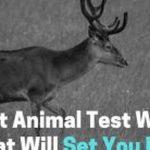 Quiz: We'll Reveal What We'll Set You Free with this Spirit Animal Test