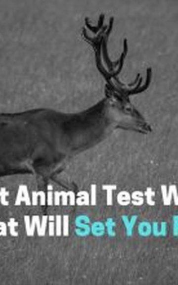 Quiz: We'll Reveal What We'll Set You Free with this Spirit Animal Test