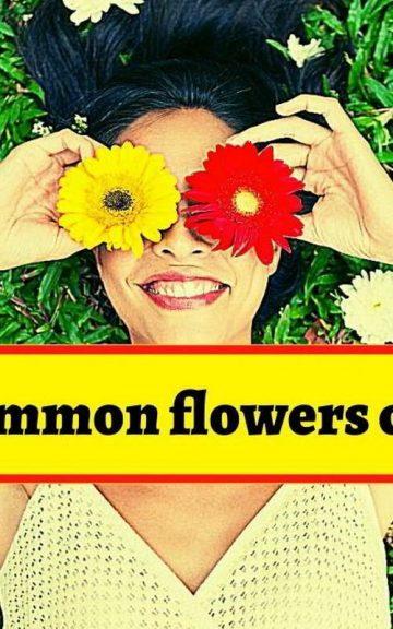 Quiz: Name these 14 Common Flowers