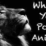 Quiz: What Is my Power Animal?