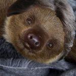 Quiz: Guess The GOP Candidate By Their Hair On These Sloths [QUIZ]
