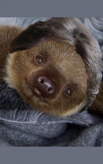 Quiz: Guess The GOP Candidate By Their Hair On These Sloths [QUIZ]
