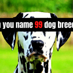 Quiz: Name 99 Dog Breeds