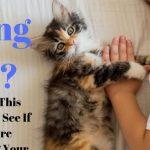 Quiz: Am I Actually Bonding With Your Cat? Take This Quiz To See If You're Raising Your Kitty Right