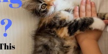 Quiz: Am I Actually Bonding With Your Cat? Take This Quiz To See If You're Raising Your Kitty Right
