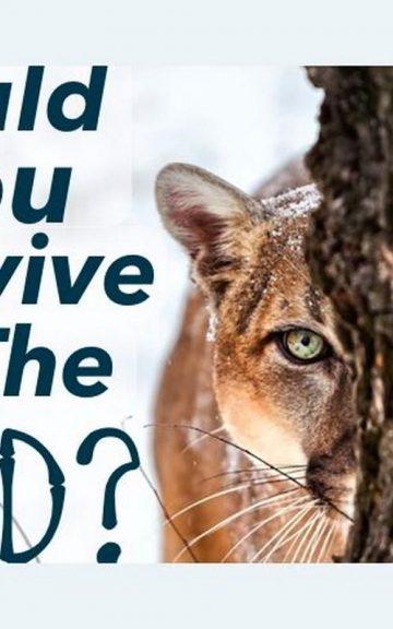 Quiz: Do You Survive In The Wild?
